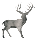 Skye Deer White